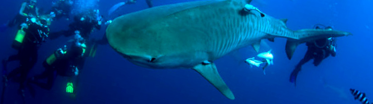 Splash Red Sea Hurghada